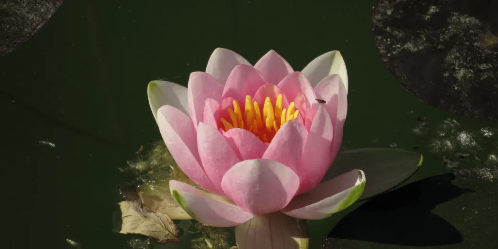 symbolique du nombre 15