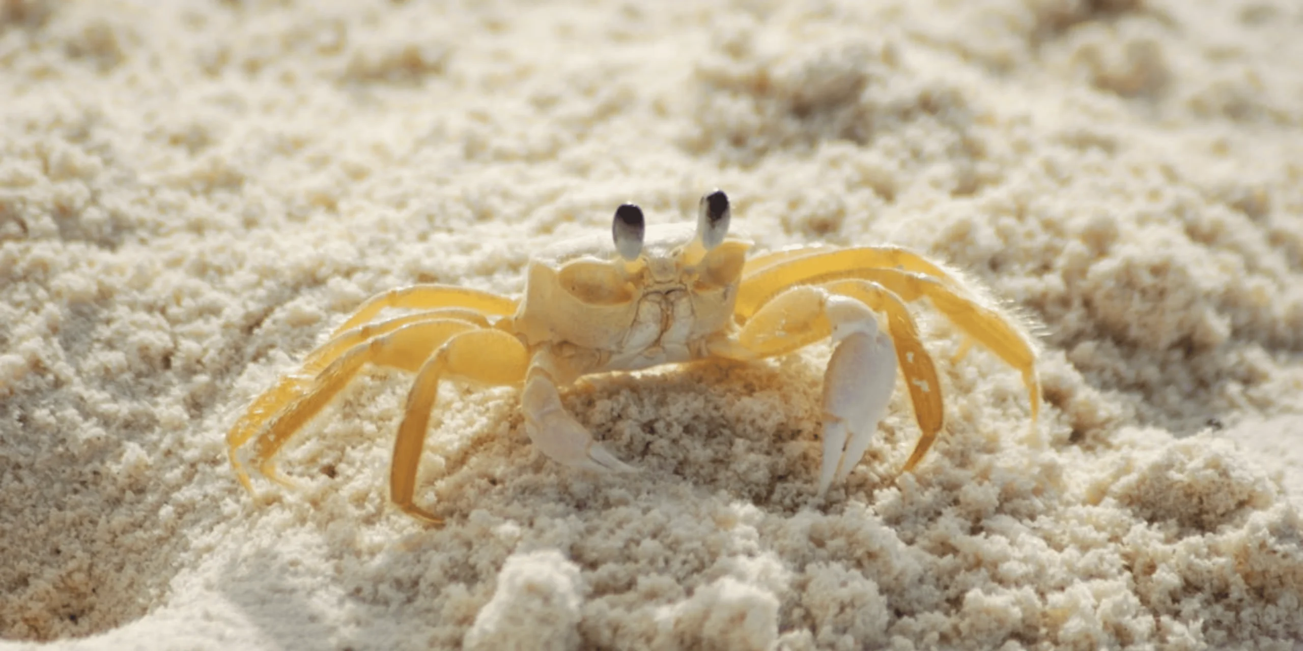 symbolique crabe