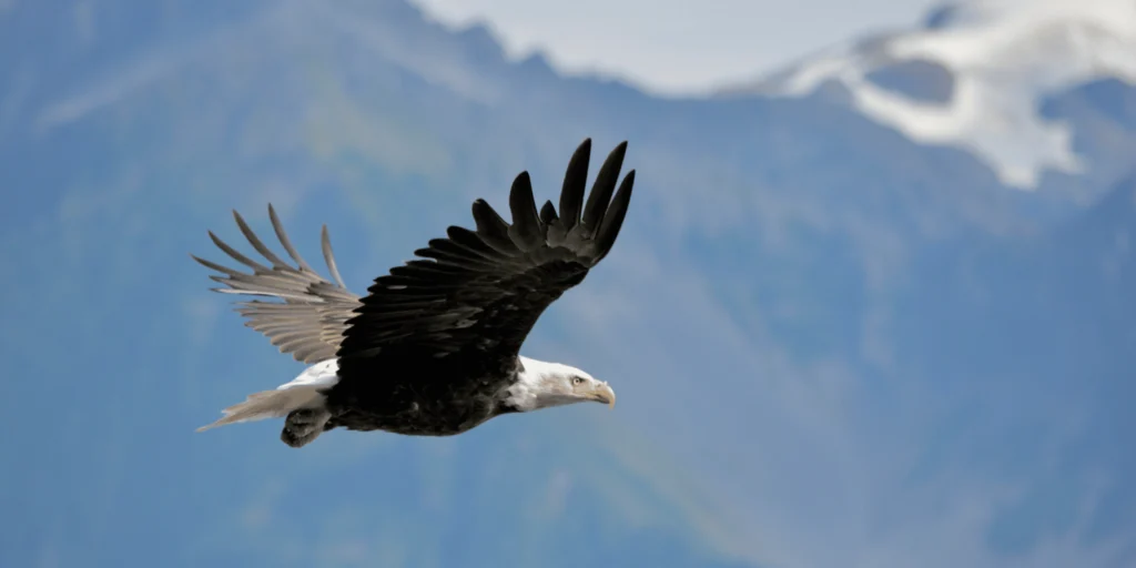 symbole aigle