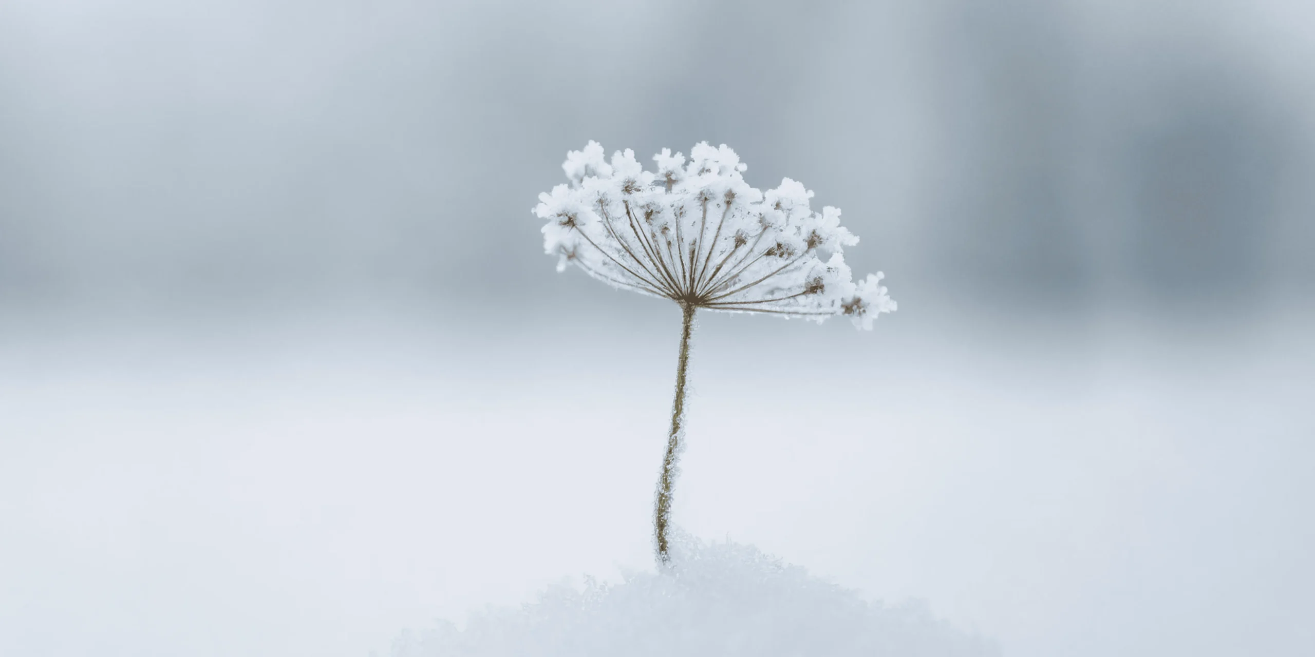 solstice hiver spiritualite